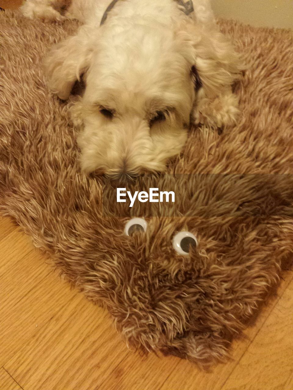 Close-up portrait of dog lying down