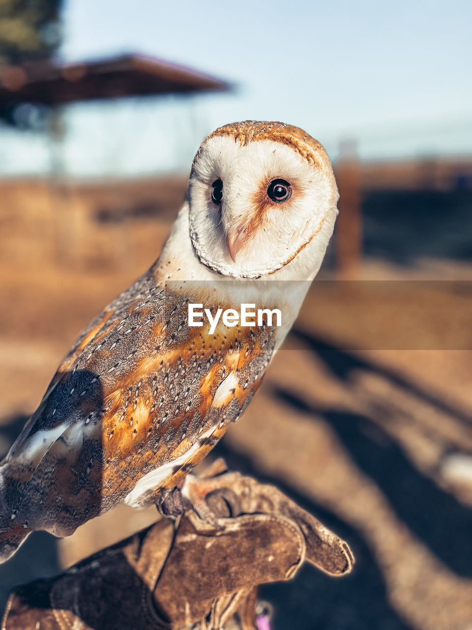 animal, animal themes, one animal, close-up, owl, animal wildlife, wildlife, bird, focus on foreground, nature, no people, day, bird of prey, macro photography, outdoors, sea, sky, portrait