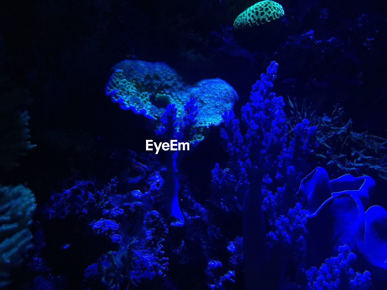 FISH SWIMMING IN AQUARIUM