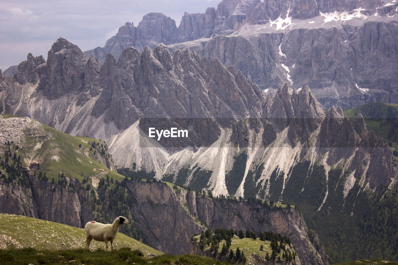 VIEW OF SHEEP ON MOUNTAIN