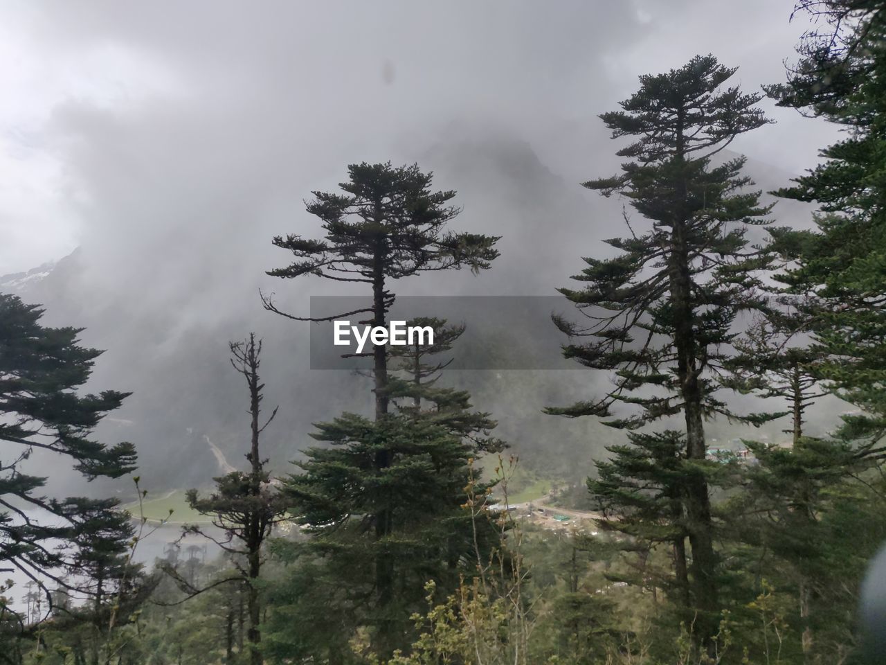 LOW ANGLE VIEW OF TREES AGAINST SKY