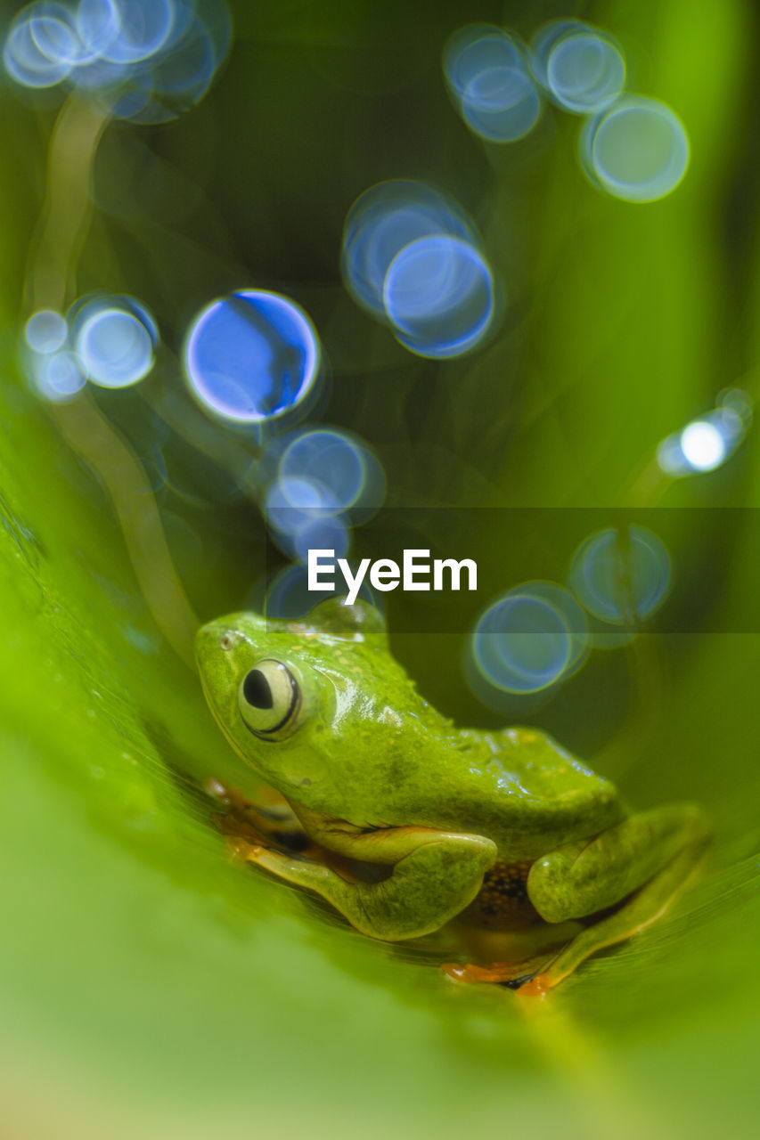 CLOSE-UP OF FROG UNDERWATER