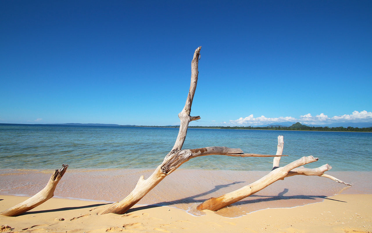 DEAD TREE ON BEACH AGAINST CLEAR BLUE SKY