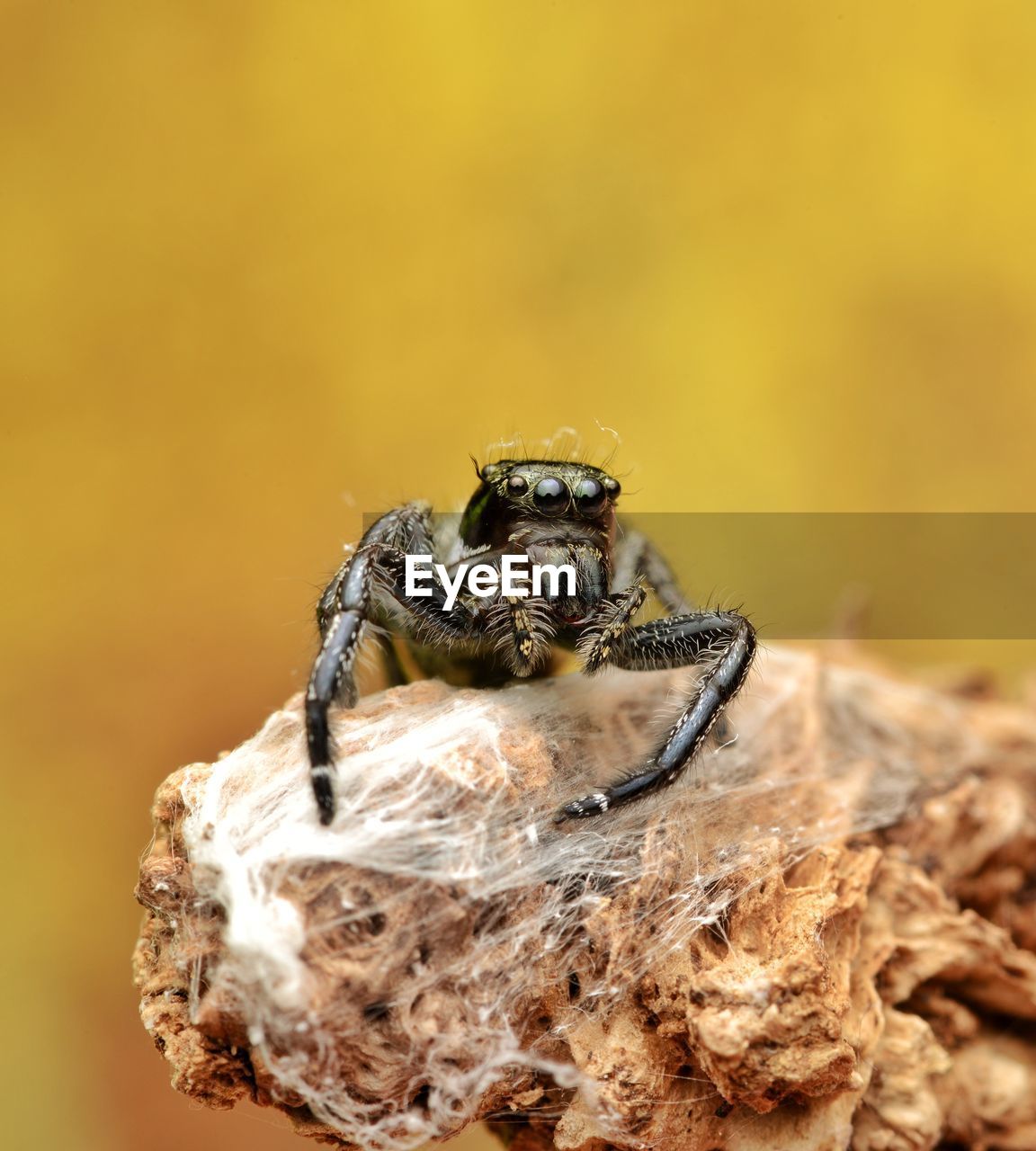 Close-up of spider on wood