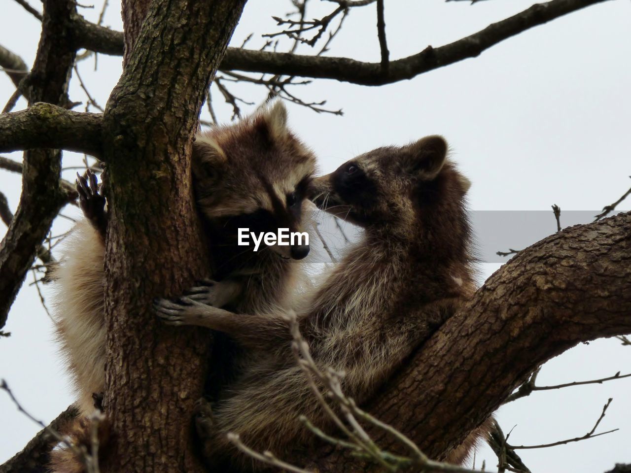 Two meerkats sitting on tree