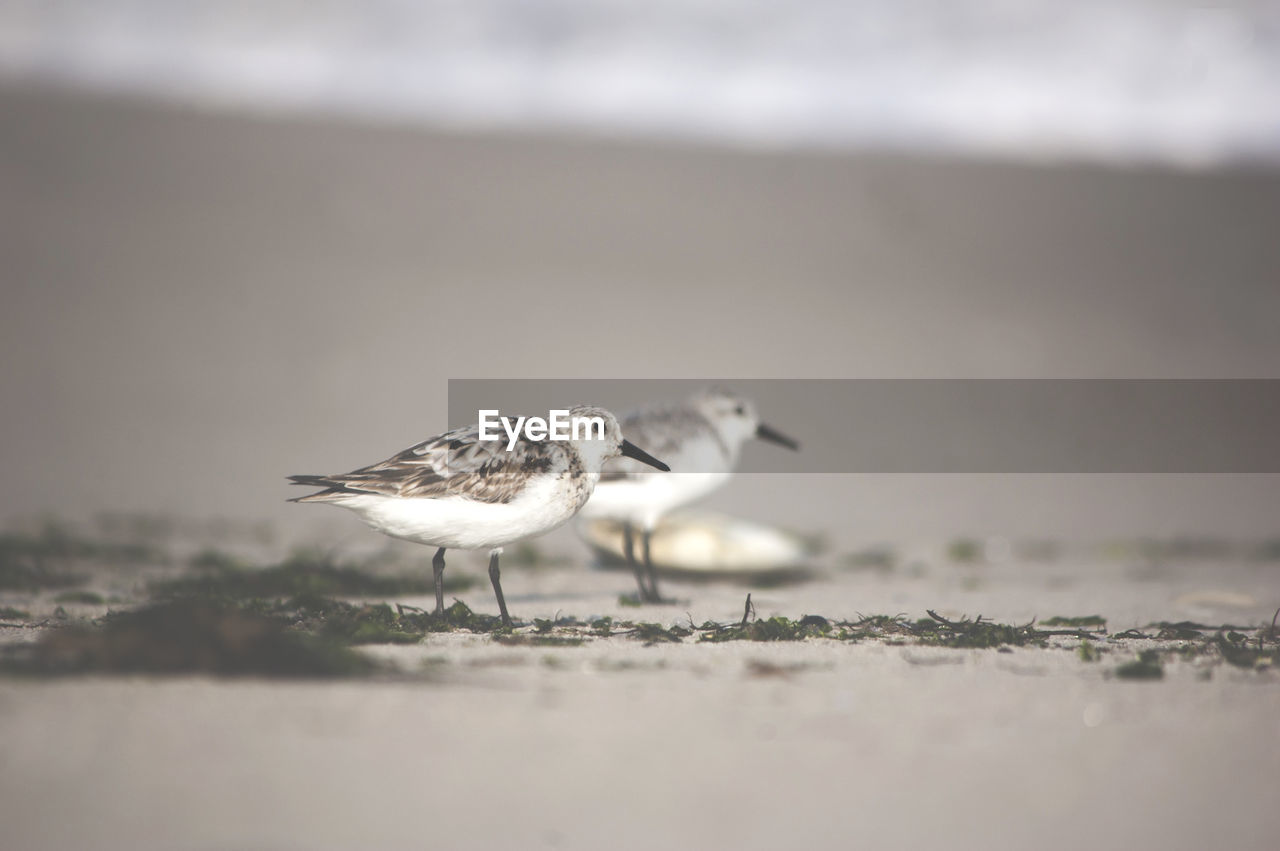 Close-up of seagull on beach