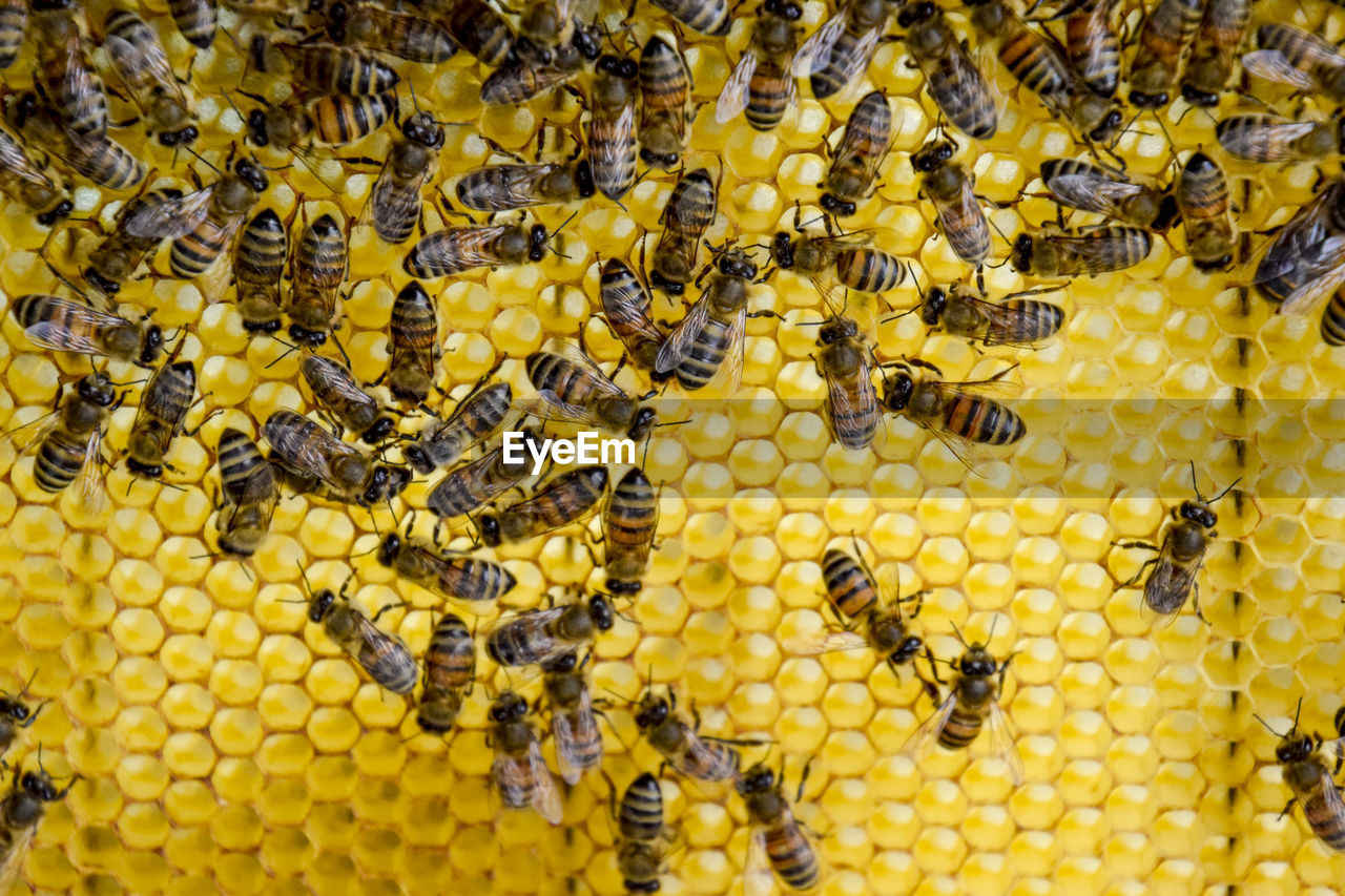 CLOSE-UP OF HONEY BEE ON YELLOW POLLEN