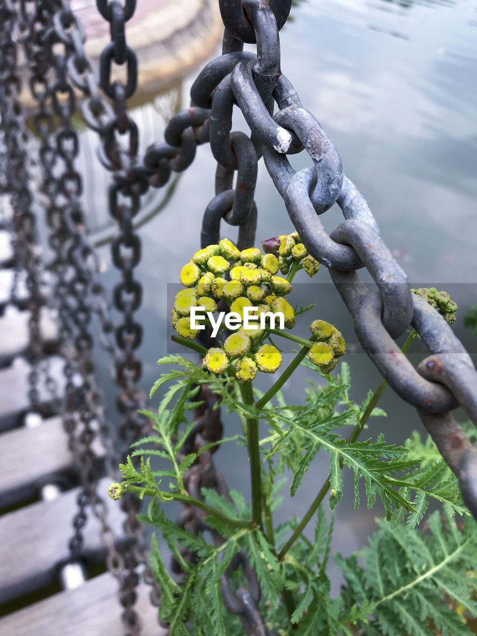 CLOSE-UP OF BARBED WIRE ON METAL FENCE