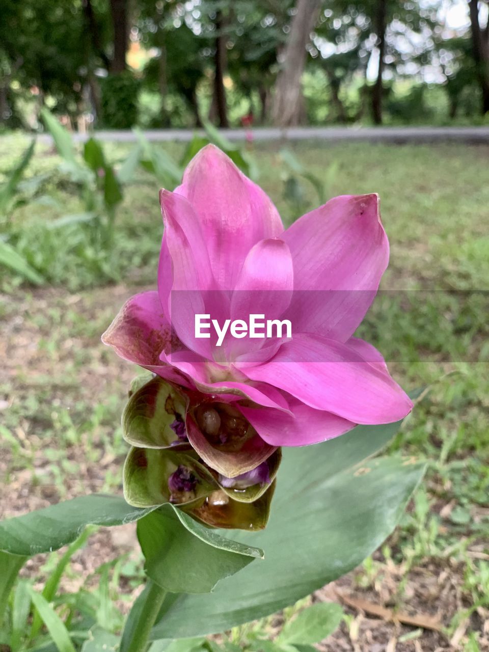 plant, flower, flowering plant, beauty in nature, pink, freshness, growth, petal, nature, close-up, focus on foreground, fragility, inflorescence, flower head, plant part, leaf, day, no people, outdoors, green, tree, land, springtime, pollen
