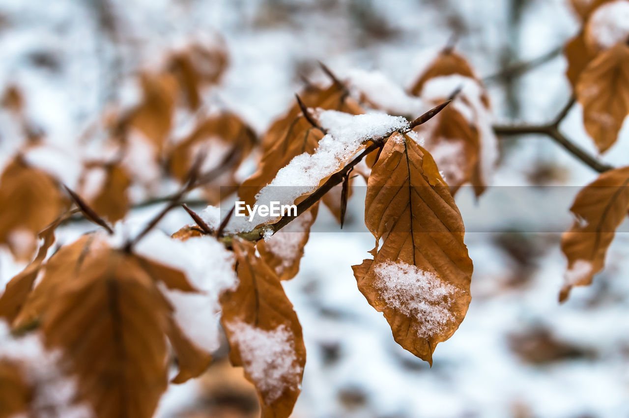 branch, tree, leaf, plant part, nature, plant, winter, close-up, dry, autumn, snow, cold temperature, beauty in nature, no people, twig, focus on foreground, outdoors, brown, spring, day, sunlight, macro photography, selective focus, tranquility, fragility, land, frost, environment