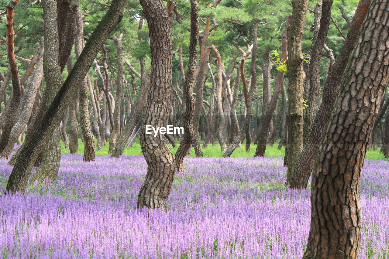 Trees on lavender field