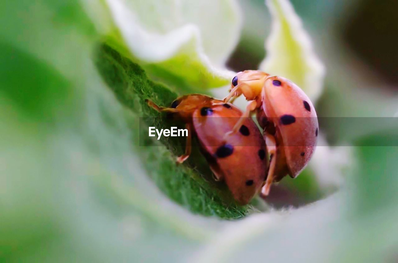 CLOSE-UP OF LADYBUG ON PLANTS