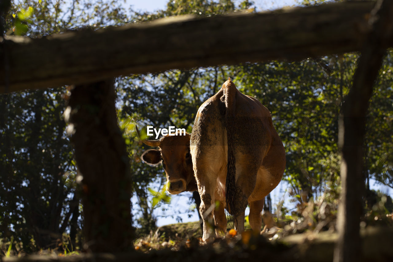 Rear view of a cow looking back