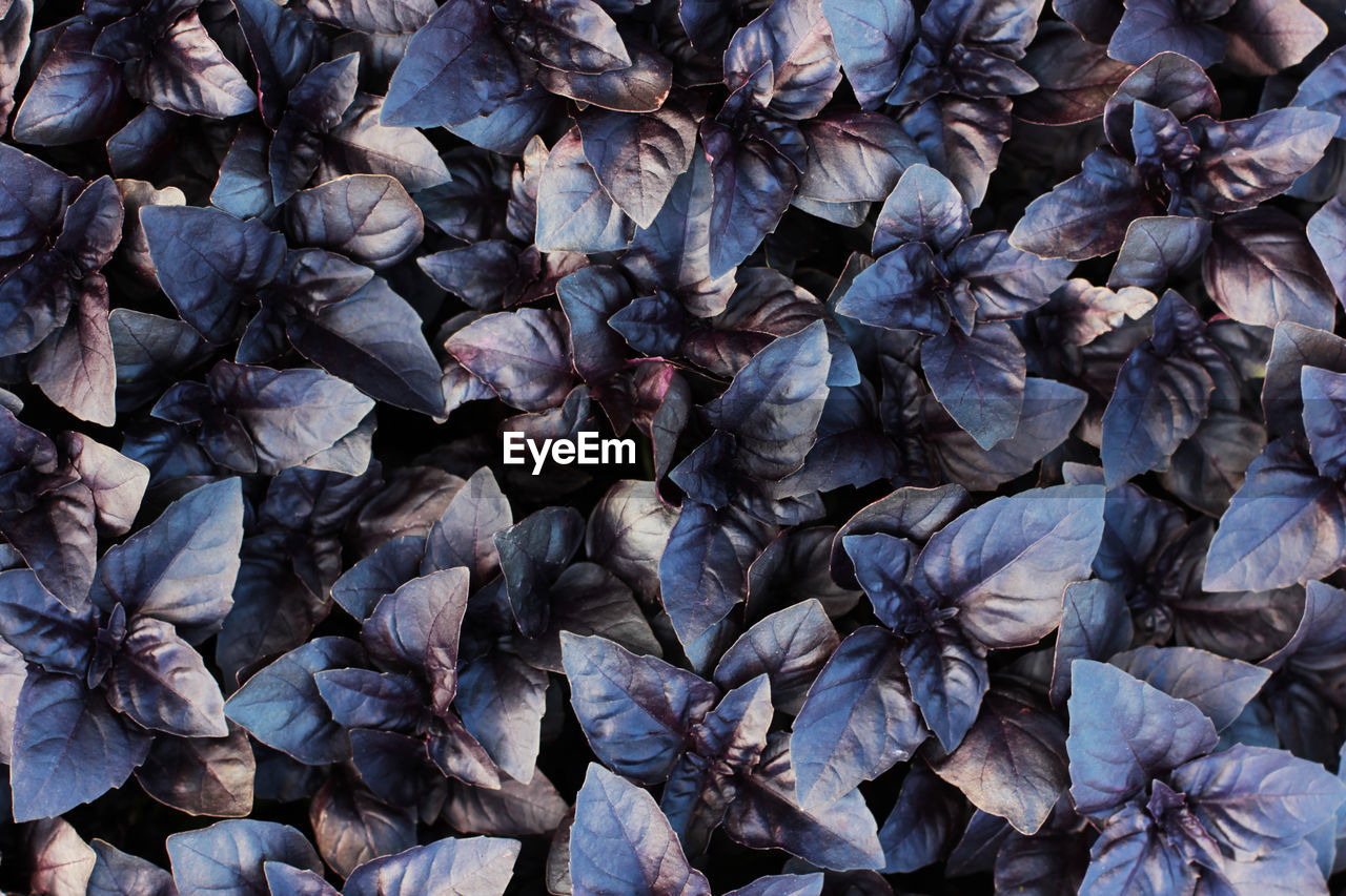 Fresh purple basil leaves background