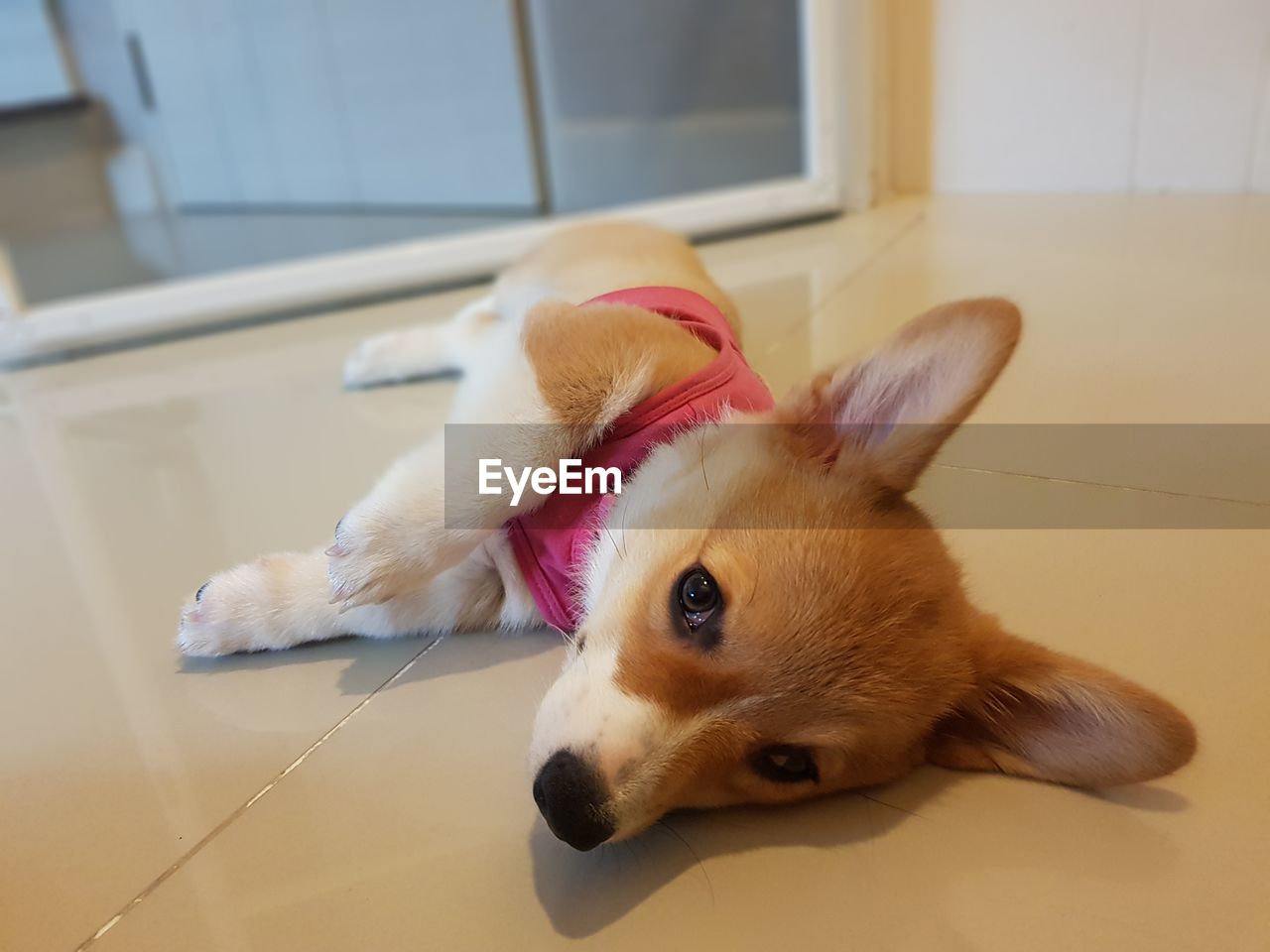 Close-up of a dog looking away