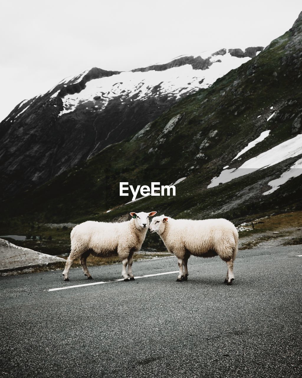 Sheep standing on road against mountains