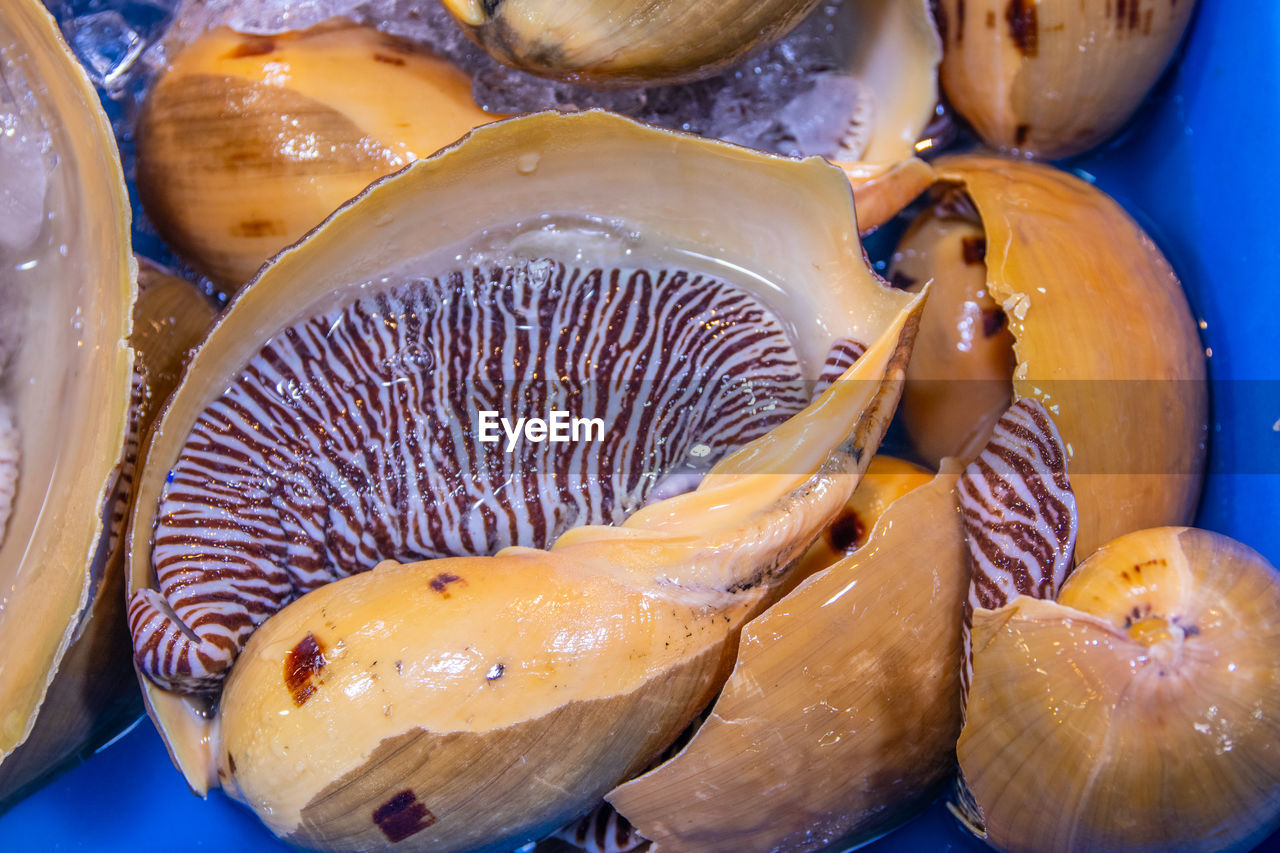 A fresh catch melo melo sea snail for sale at a street food market