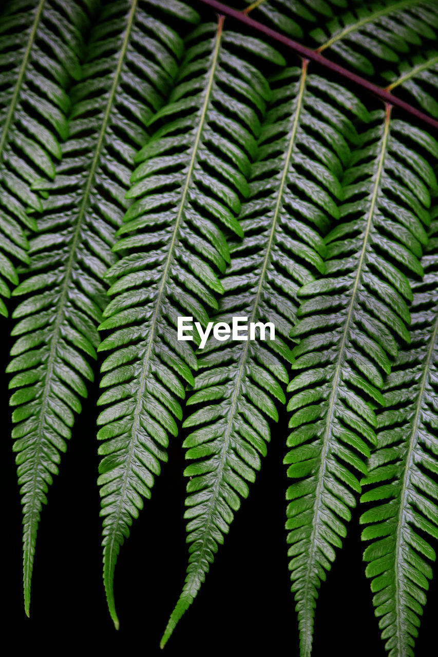 Close-up of fern leaves