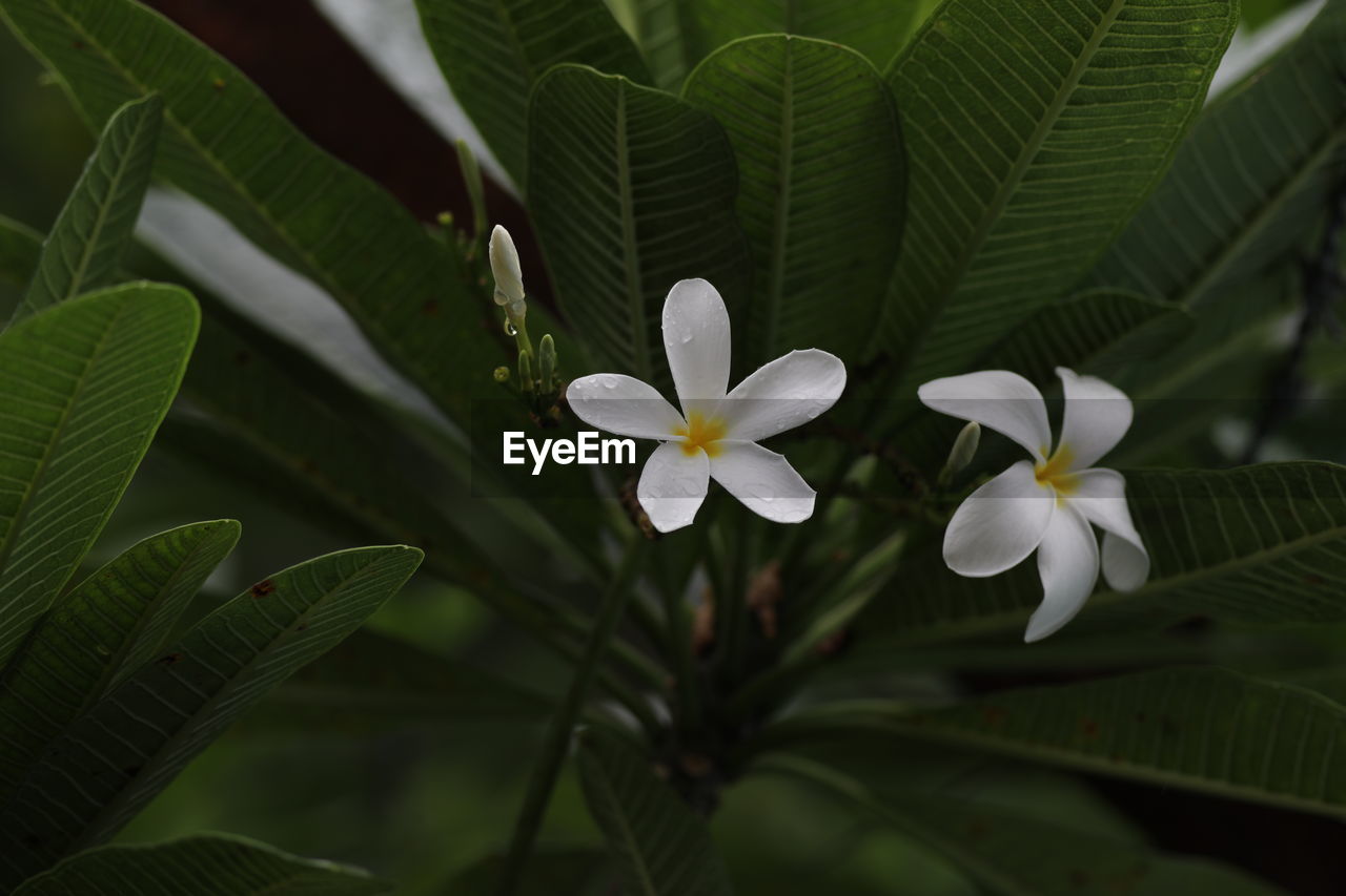 Close-up of white flowering plant