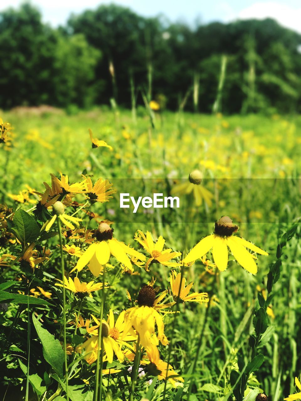YELLOW FLOWERS BLOOMING IN FIELD