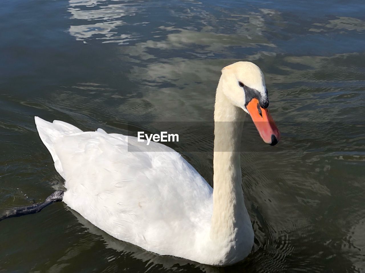 SWAN FLOATING IN LAKE