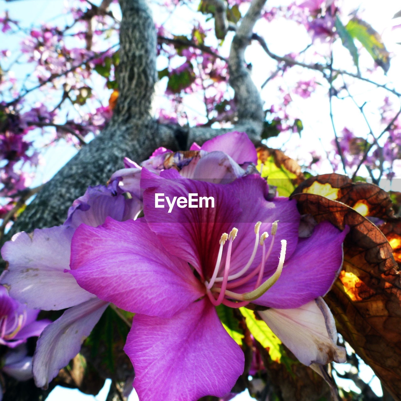 Close-up of pink flowers