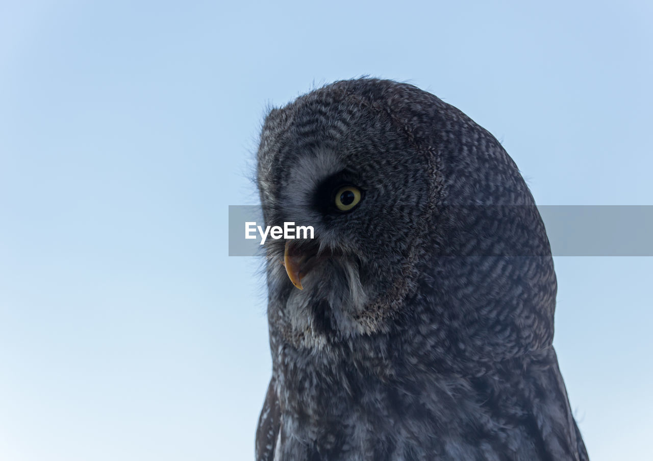 Owl head profile