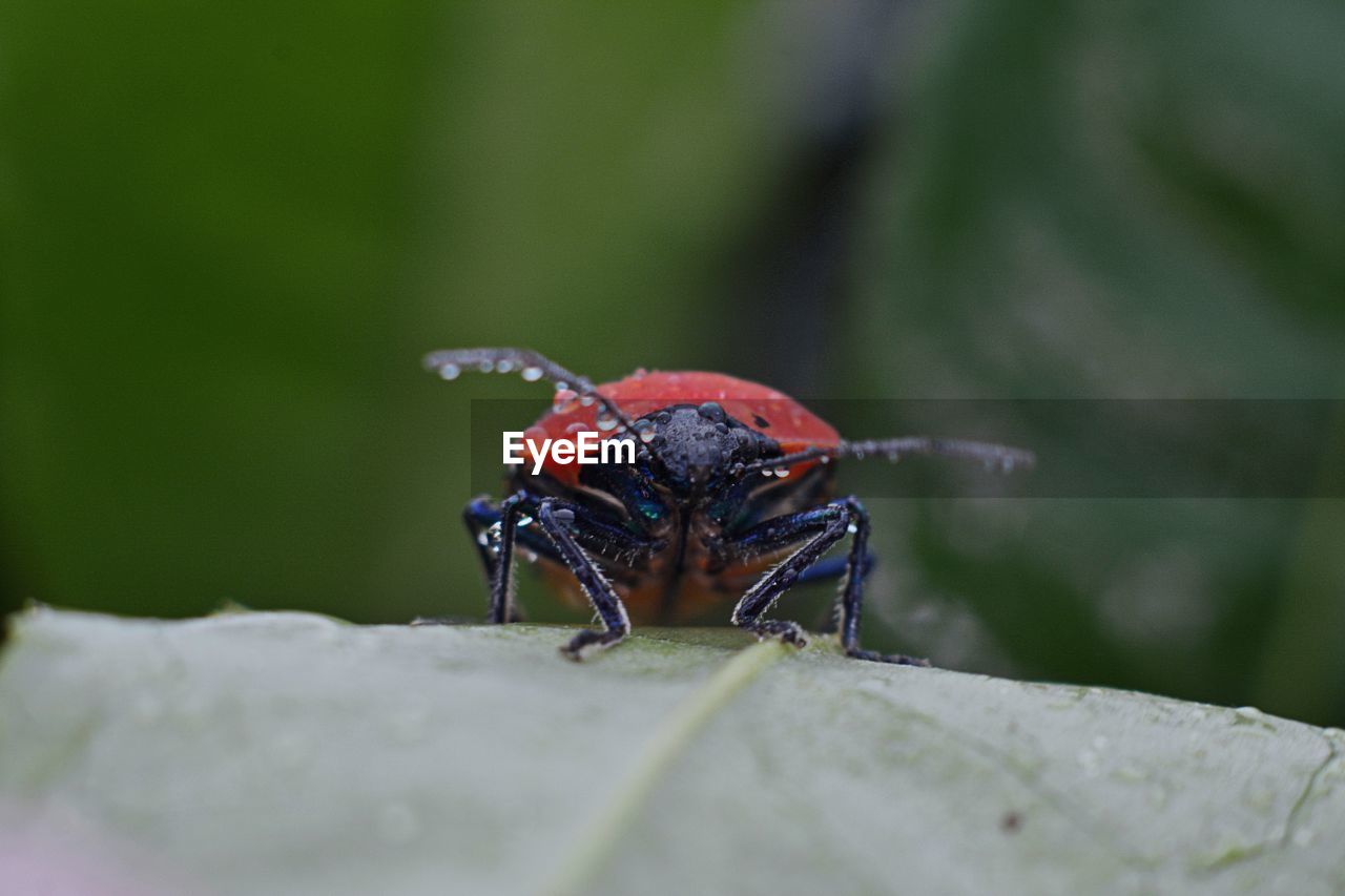 Close-up of insect on leaf