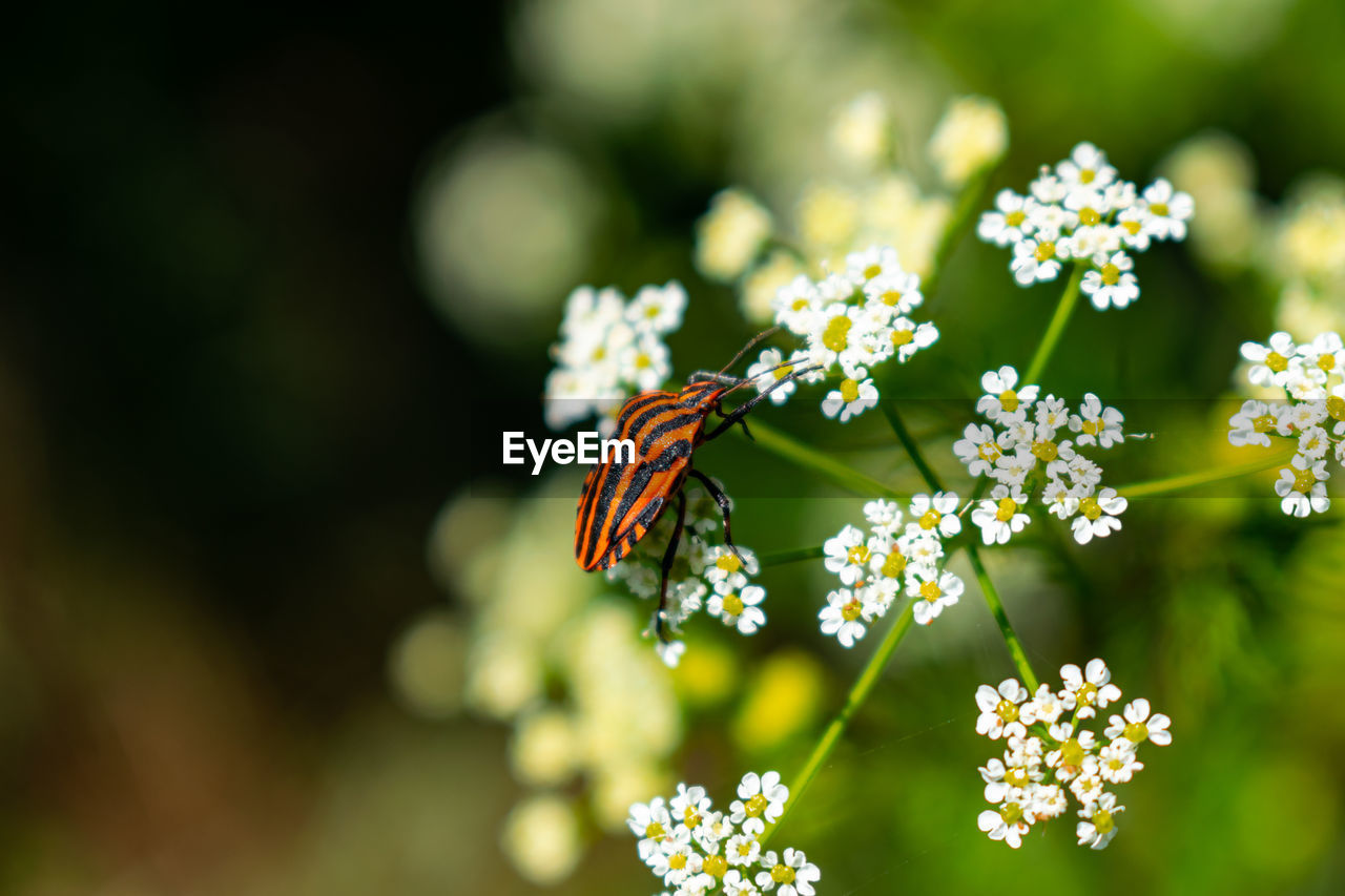 Fire bug of a flower 