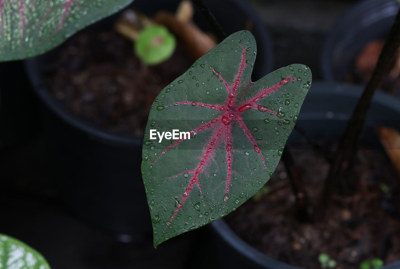 Closed up of  heart shape leaf