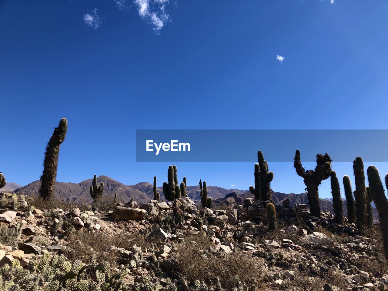 CACTUS PLANTS ON DESERT AGAINST BLUE SKY