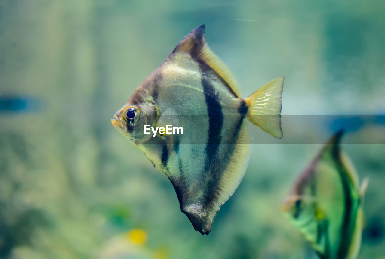 CLOSE-UP OF FISH SWIMMING