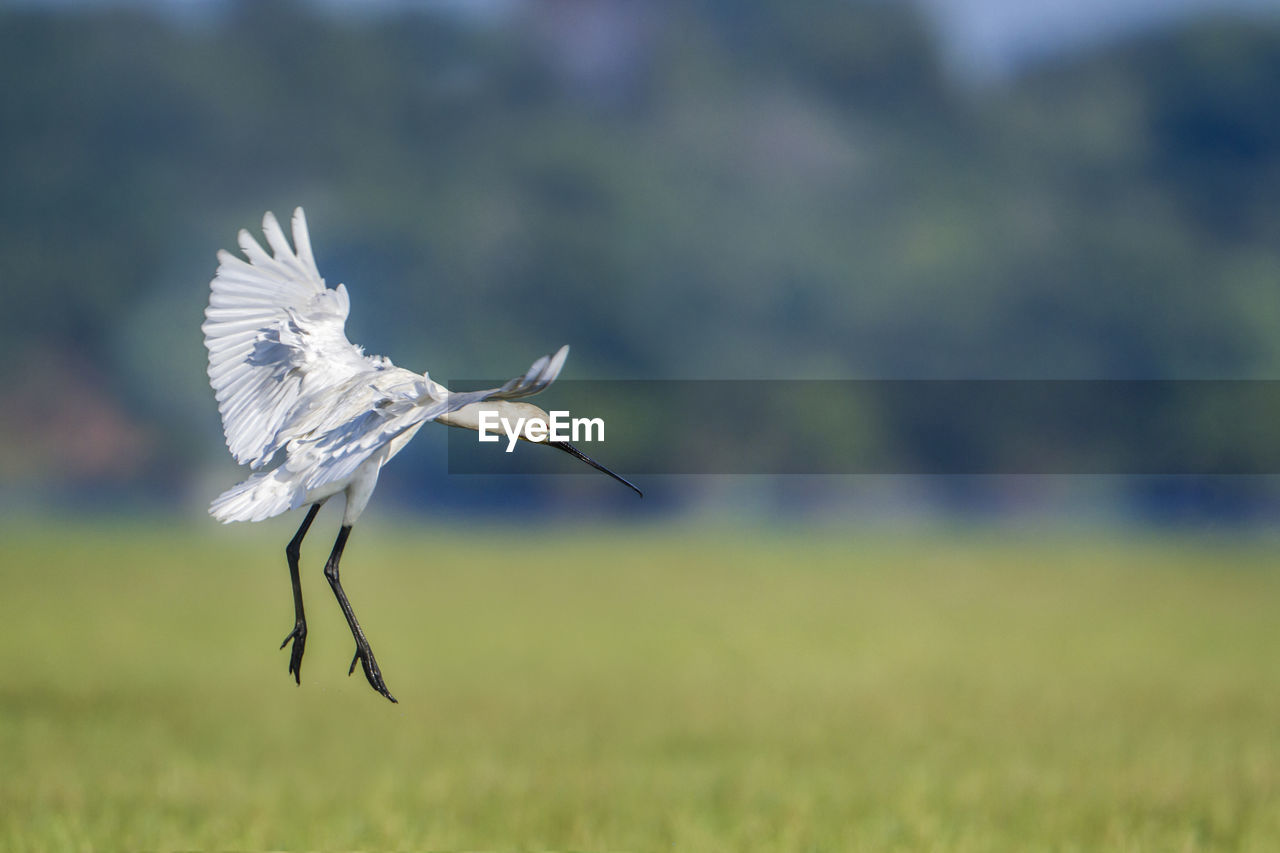 BIRD FLYING IN A SUNLIGHT