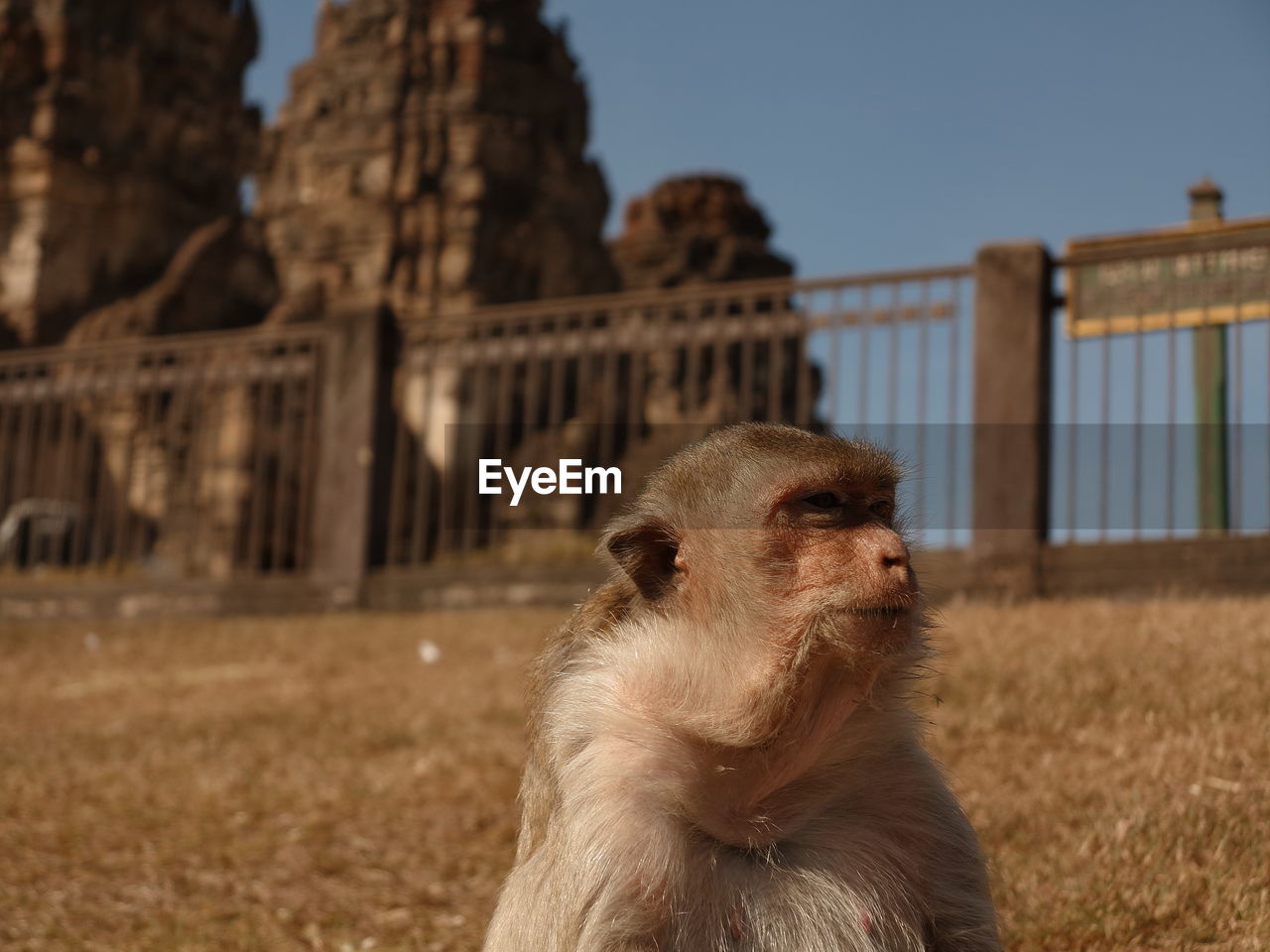 Close-up of monkey against sky