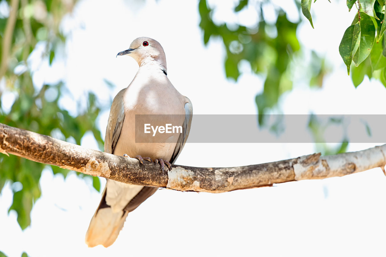 Low angle view of mourning dove perching on branch