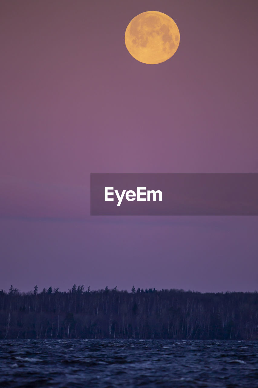 low angle view of tree against clear sky during sunset