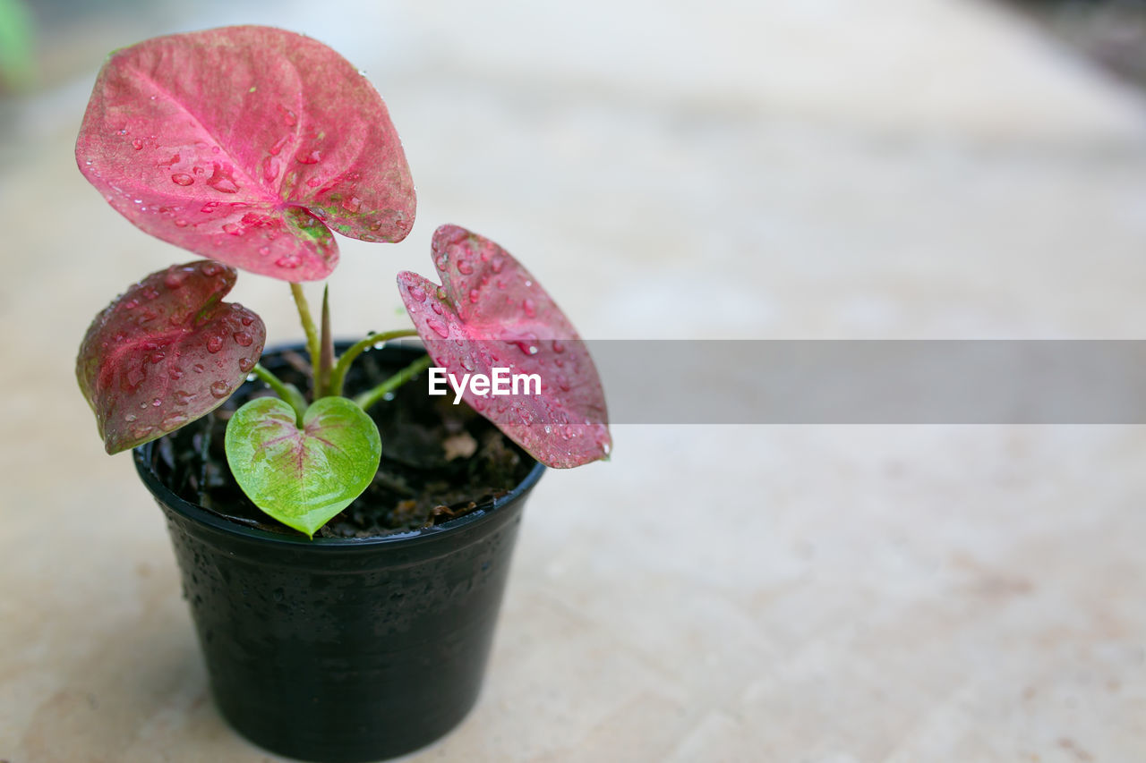 plant, flower, nature, leaf, freshness, pink, plant part, growth, beauty in nature, no people, close-up, potted plant, flowerpot, focus on foreground, flowering plant, outdoors, houseplant, red, day, botany, fragility, food and drink, food, petal, macro photography