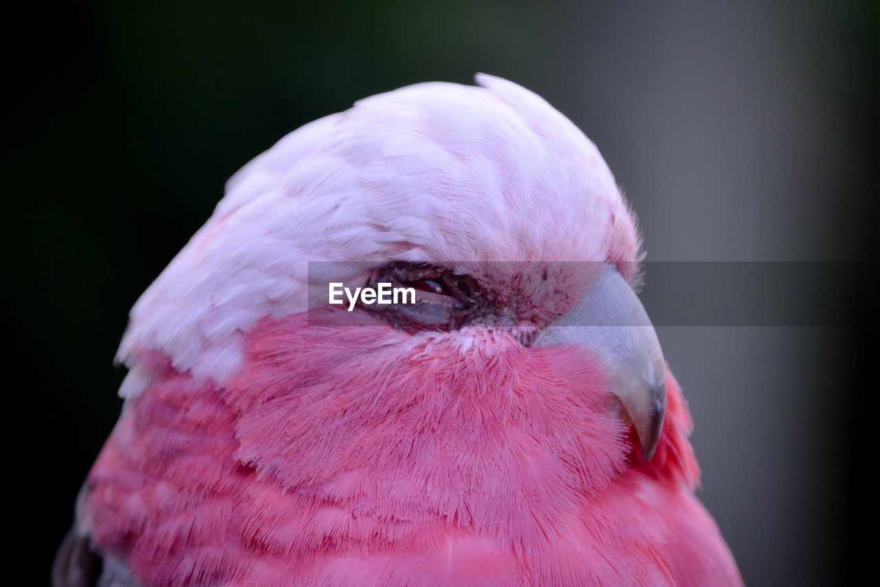 Close-up of parrot