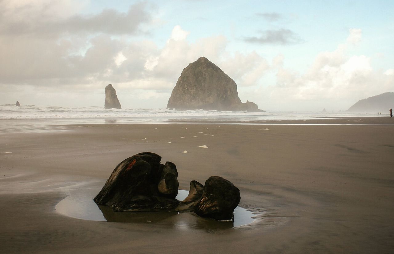 Driftwood on sandy beach