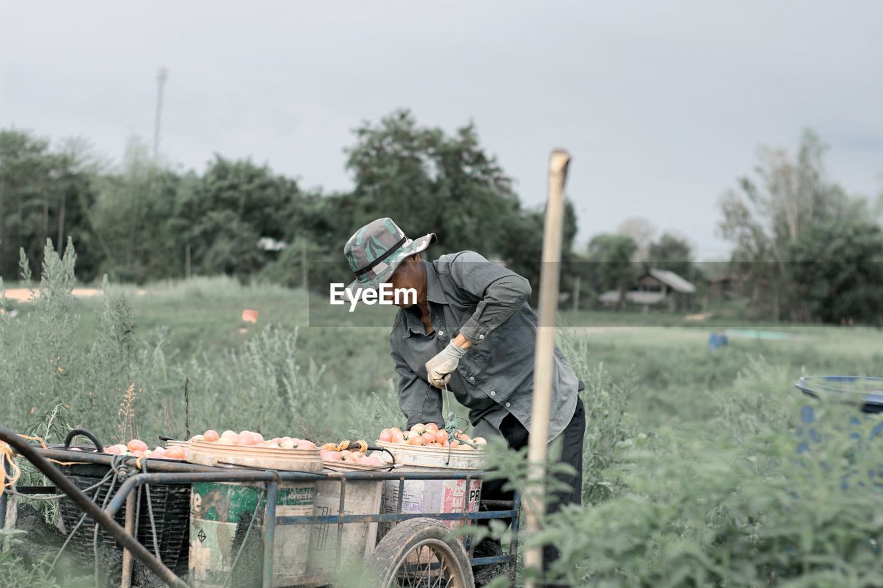Man harvesting tomatoes in farm against sky