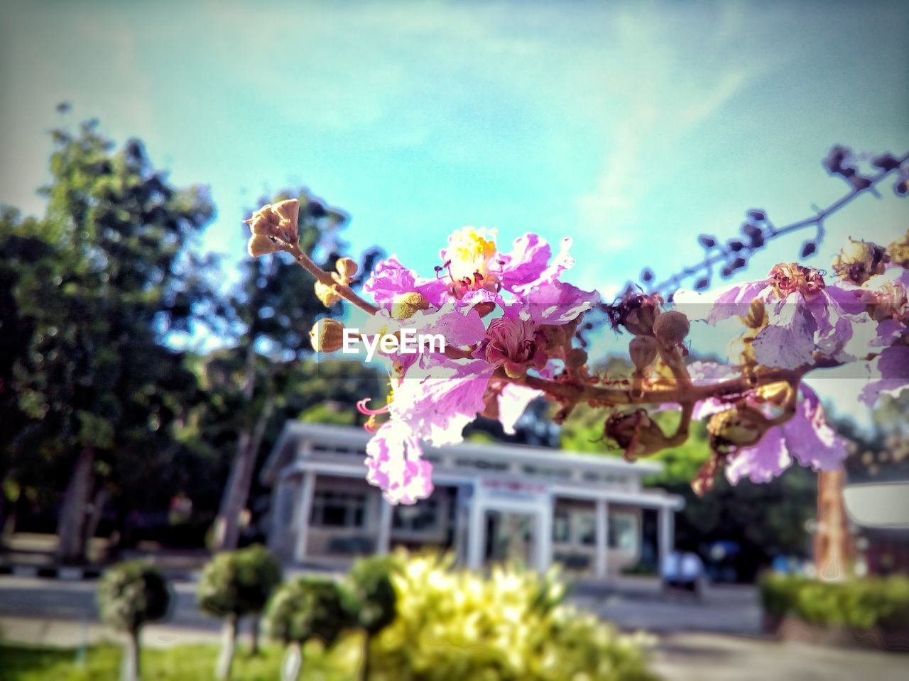 LOW ANGLE VIEW OF TREE IN CITY