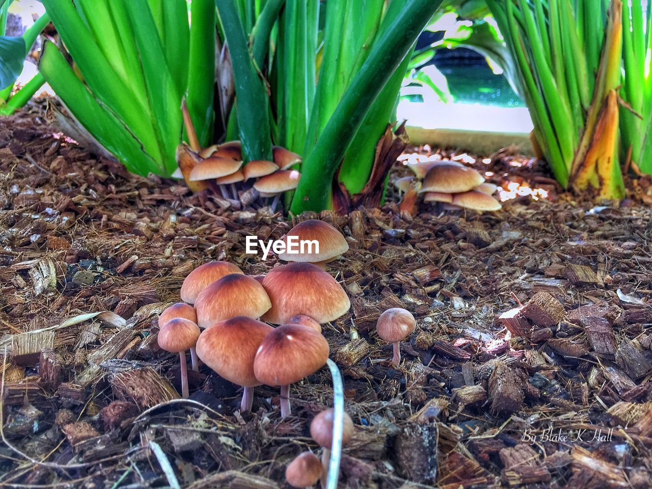 Wild mushrooms growing on field