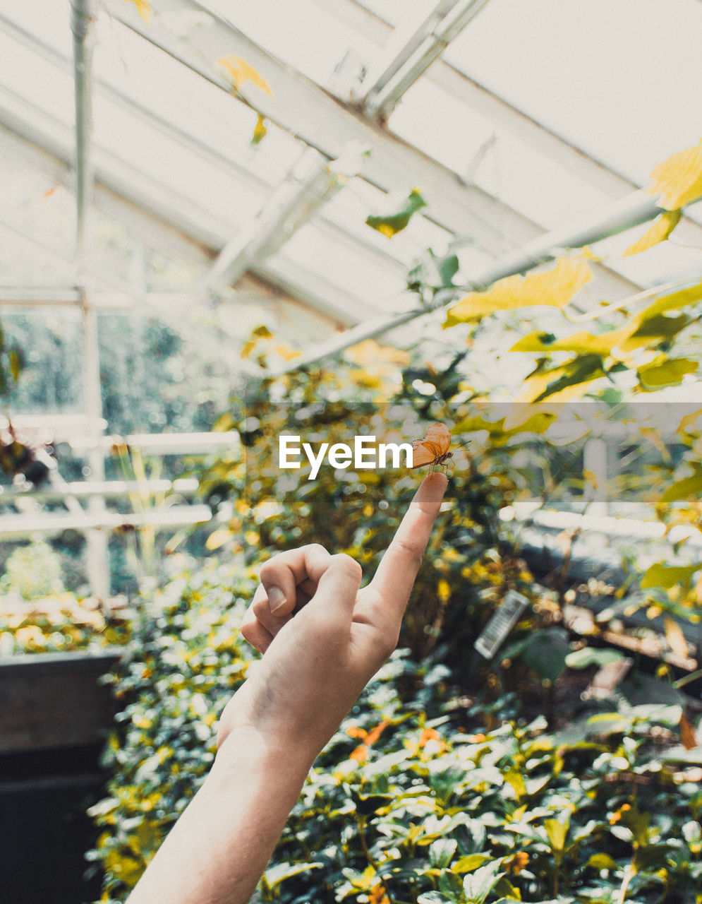 Cropped image of person showing butterfly against plants