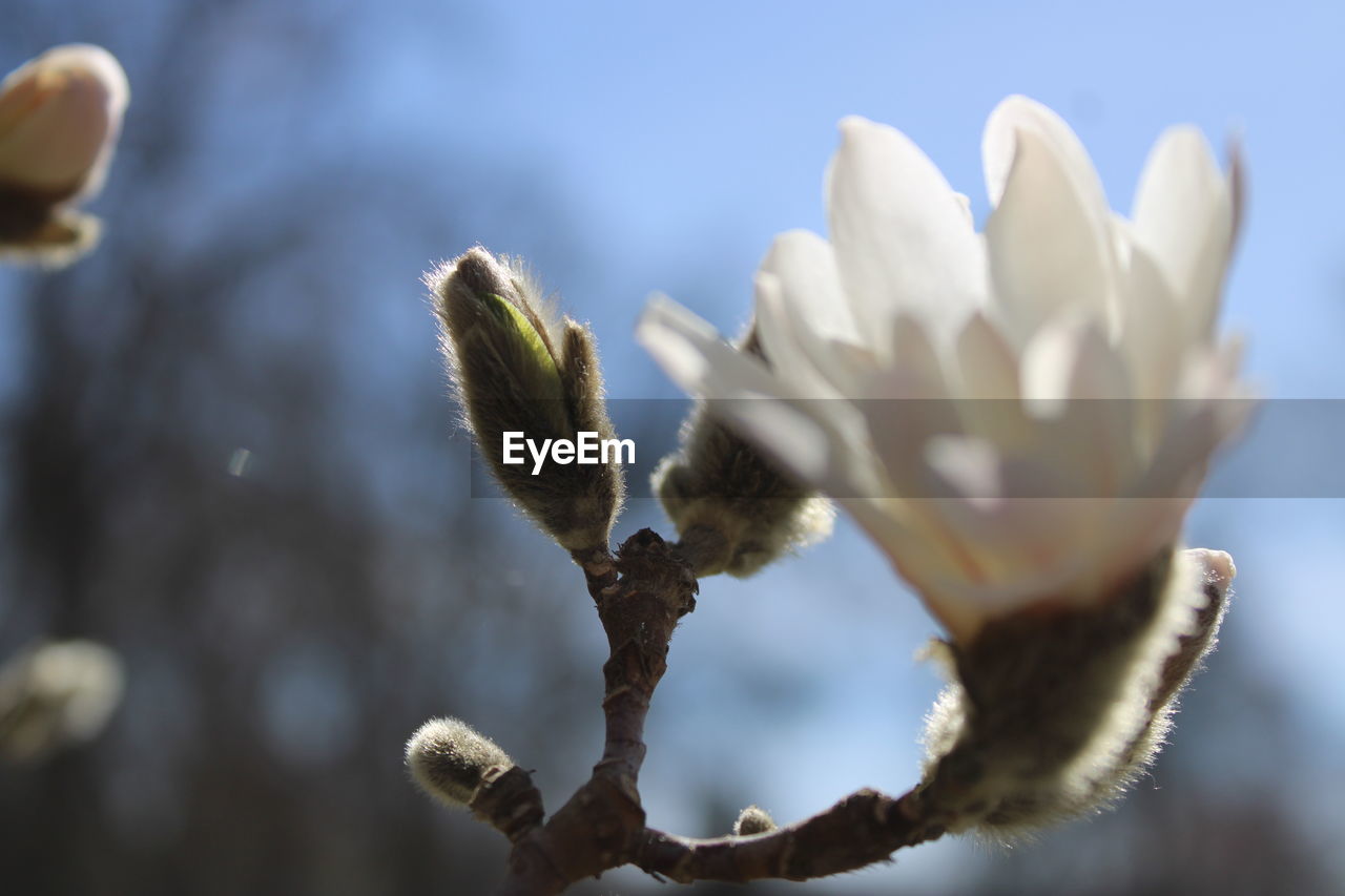 nature, flower, close-up, plant, macro photography, blossom, spring, branch, leaf, growth, bud, beauty in nature, tree, no people, flowering plant, plant stem, focus on foreground, freshness, day, outdoors, winter, sky, selective focus, fragility, frost