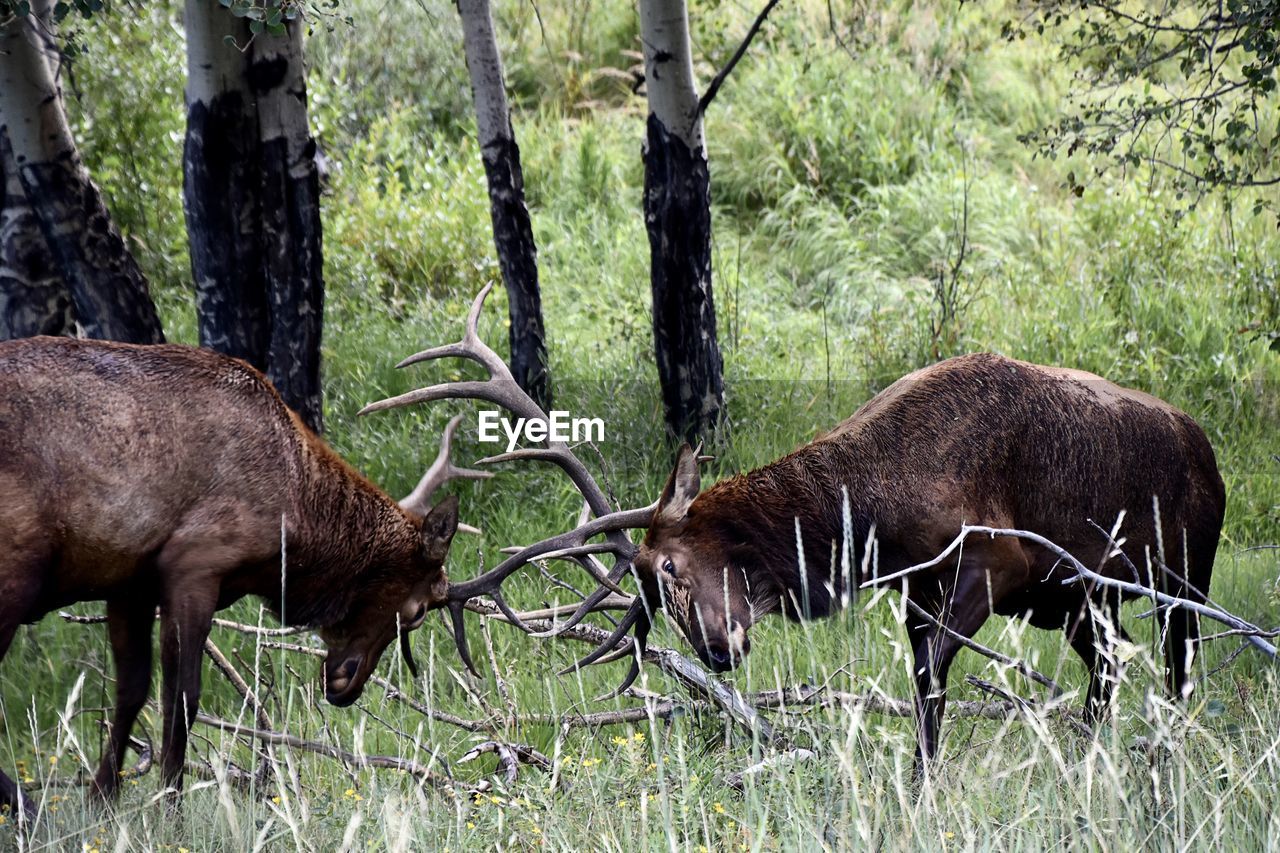  close up of bull elk fighting in rut season 