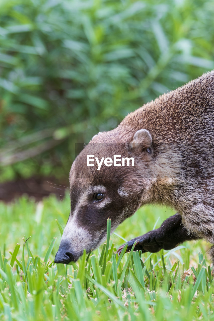 Close-up of a white-nosed coati on grass