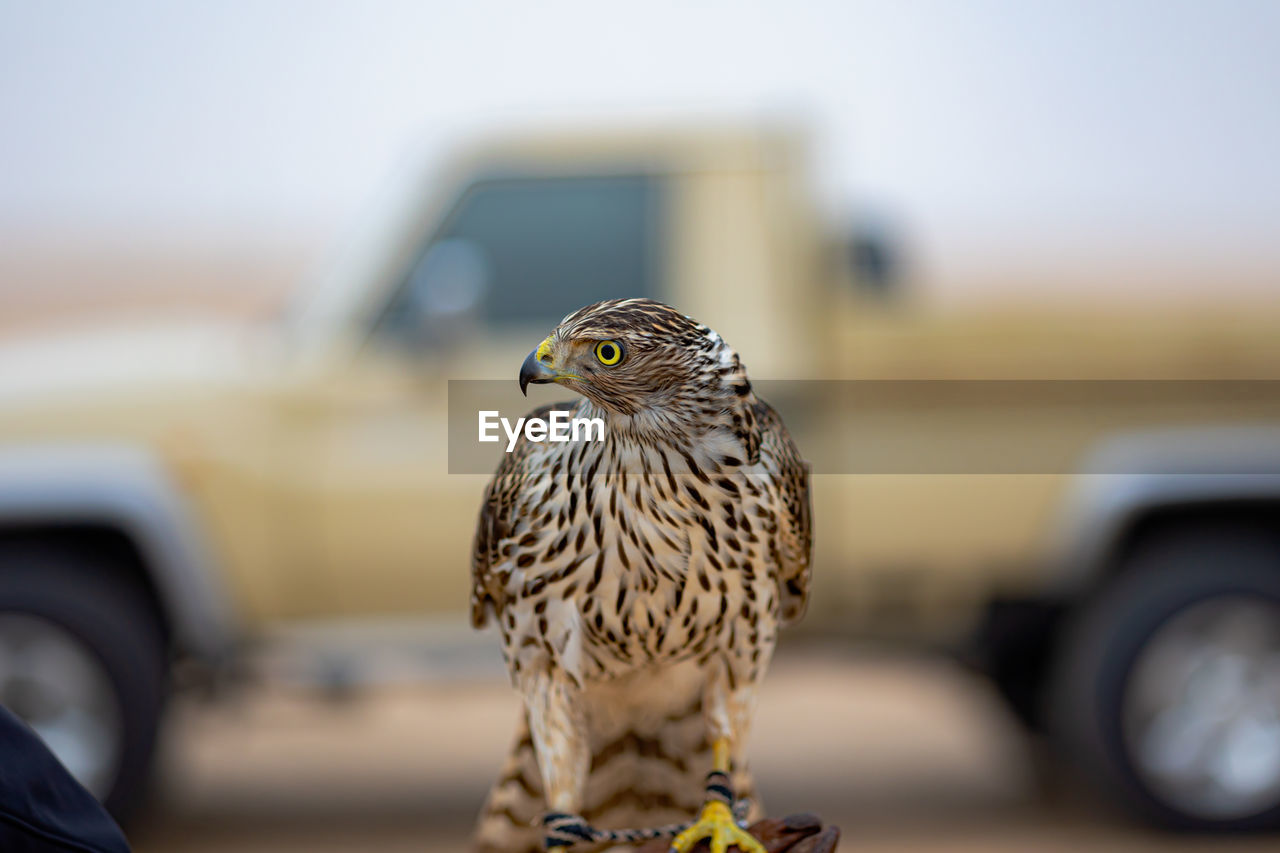 CLOSE-UP OF EAGLE PERCHING ON CAR