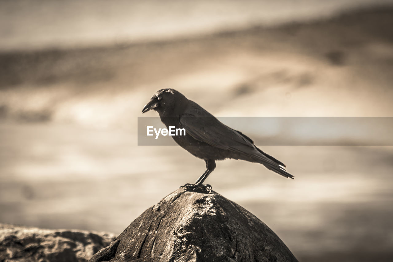 SIDE VIEW OF BIRD PERCHING ON ROCK