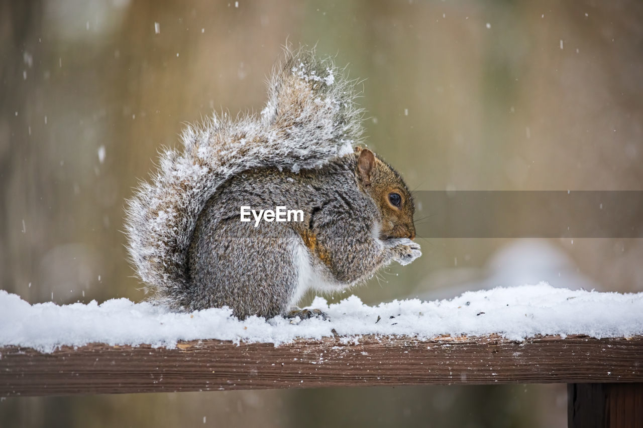 SQUIRREL ON SNOW COVERED WOOD