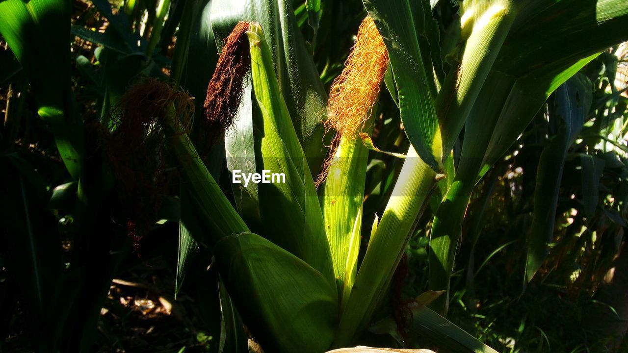 CLOSE-UP OF FRESH PLANTS